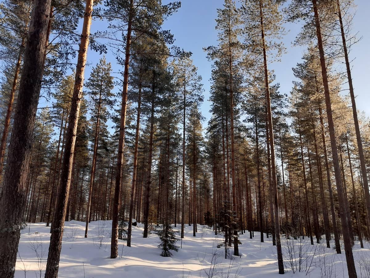 Keski Suomi Mets tilat fi keski-suomi-mets-tilat-fi