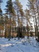 Metsätila 19,8 ha Ahdasmäki, 538-402-1-10 (Määräala), Nousiainen, Keskusojan Metsätie 1