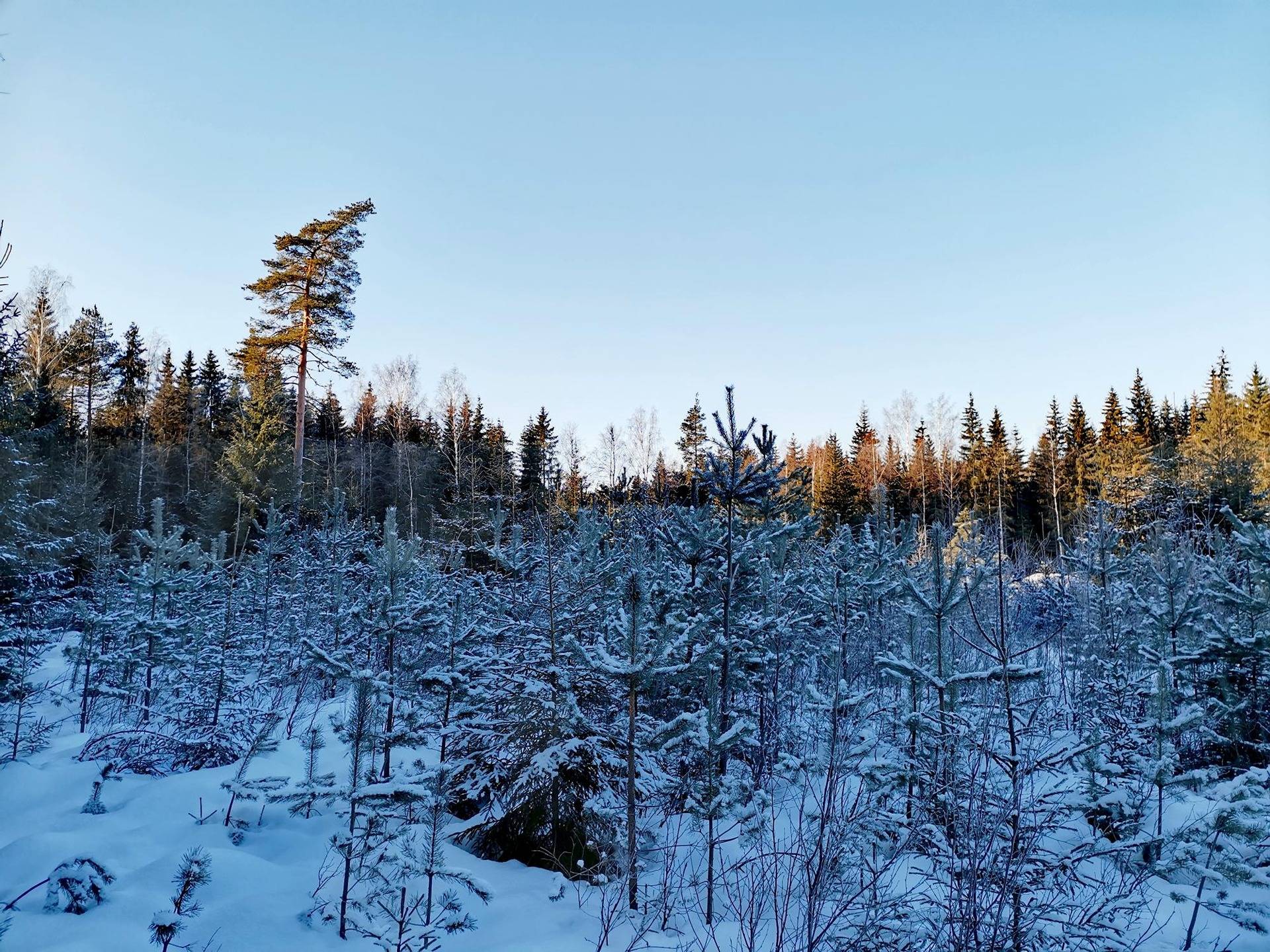 Metsätila 19,8 ha Ahdasmäki, 538-402-1-10 (Määräala), Nousiainen, Keskusojan Metsätie 4