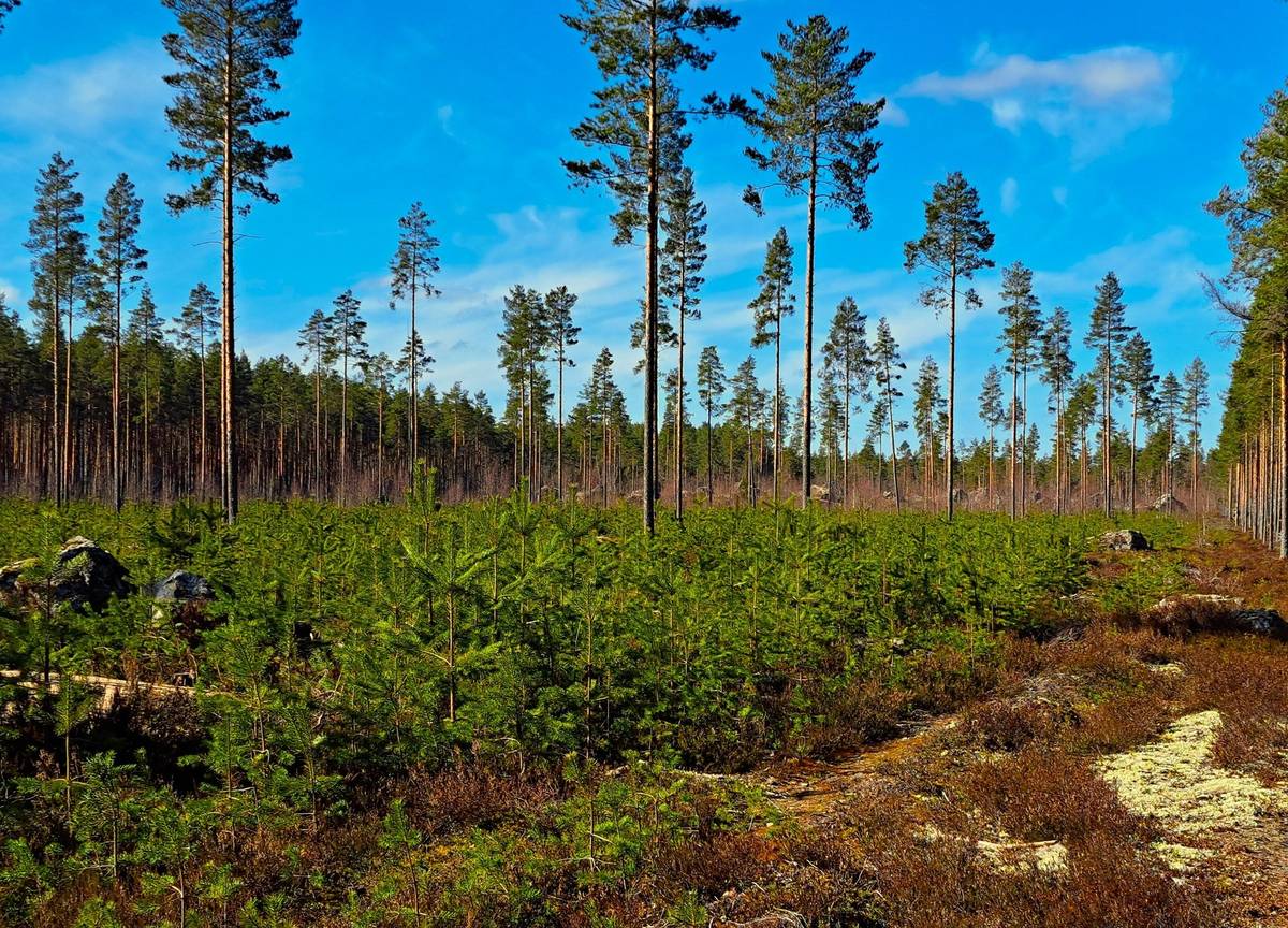 Omslagsbild för objektet Kauhava, Alahärmä/Eko metsätilat 76,5 ha