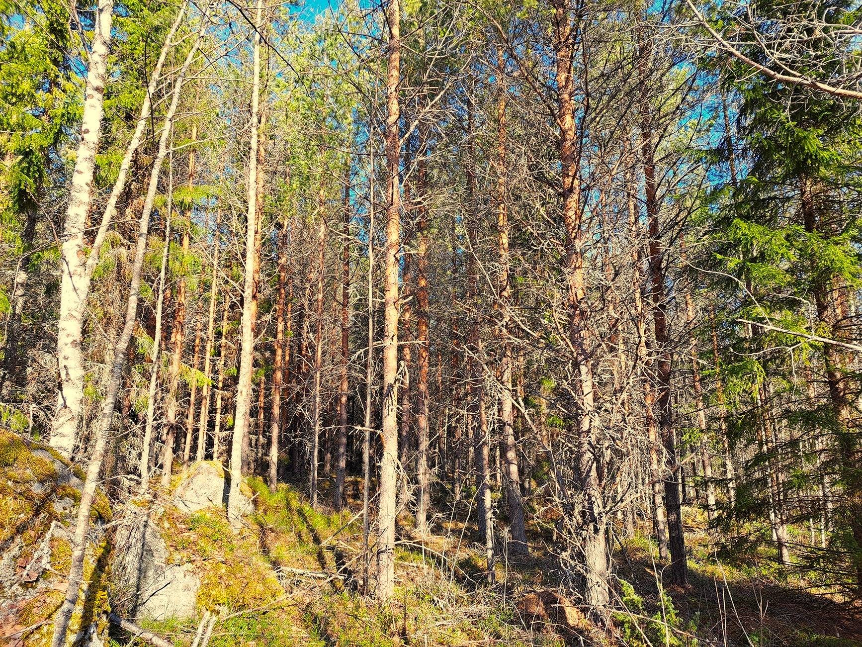 Kauhava, Alahärmä/Eko metsätilat 76,5 ha 2