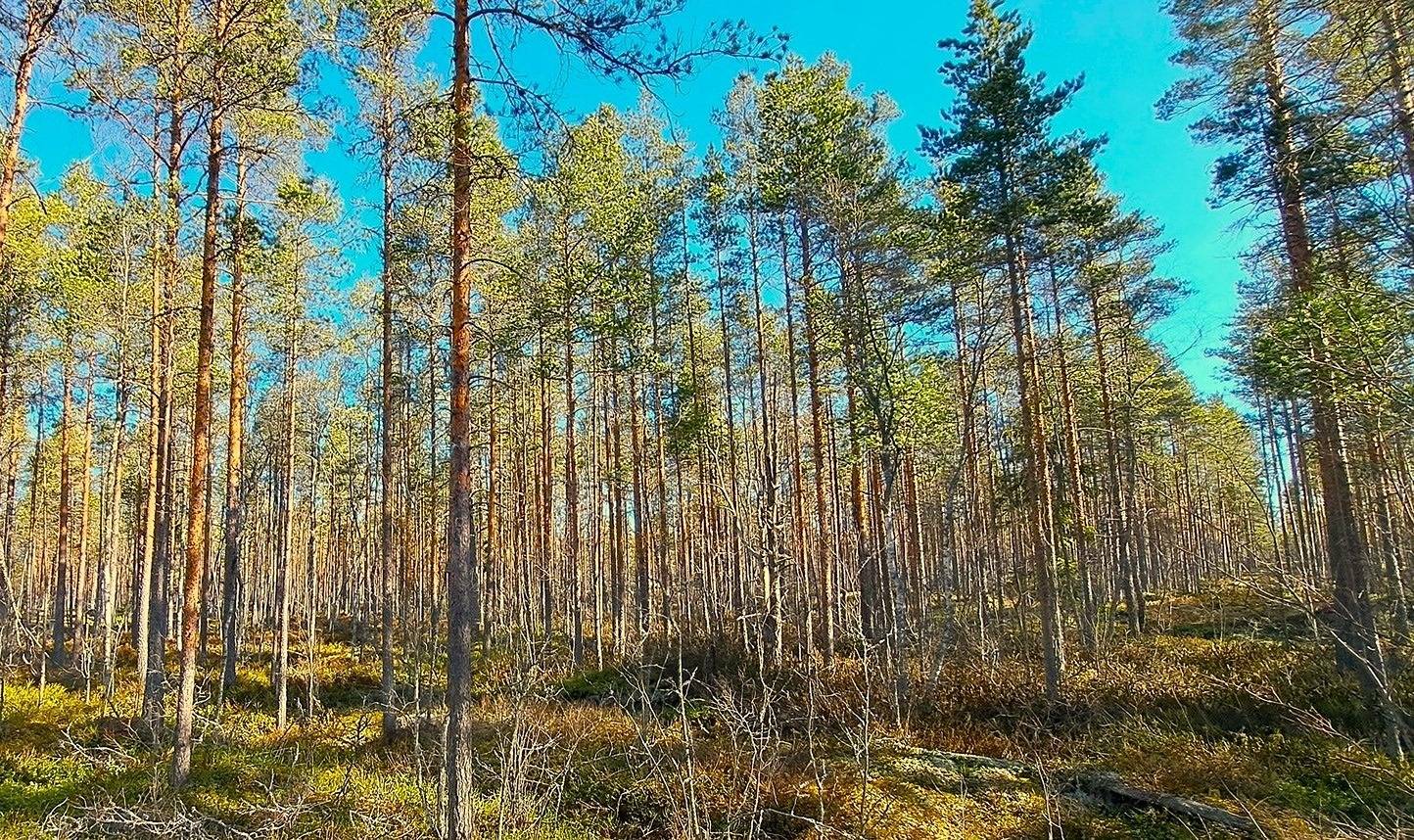 Kauhava, Alahärmä/Eko metsätilat 76,5 ha 9