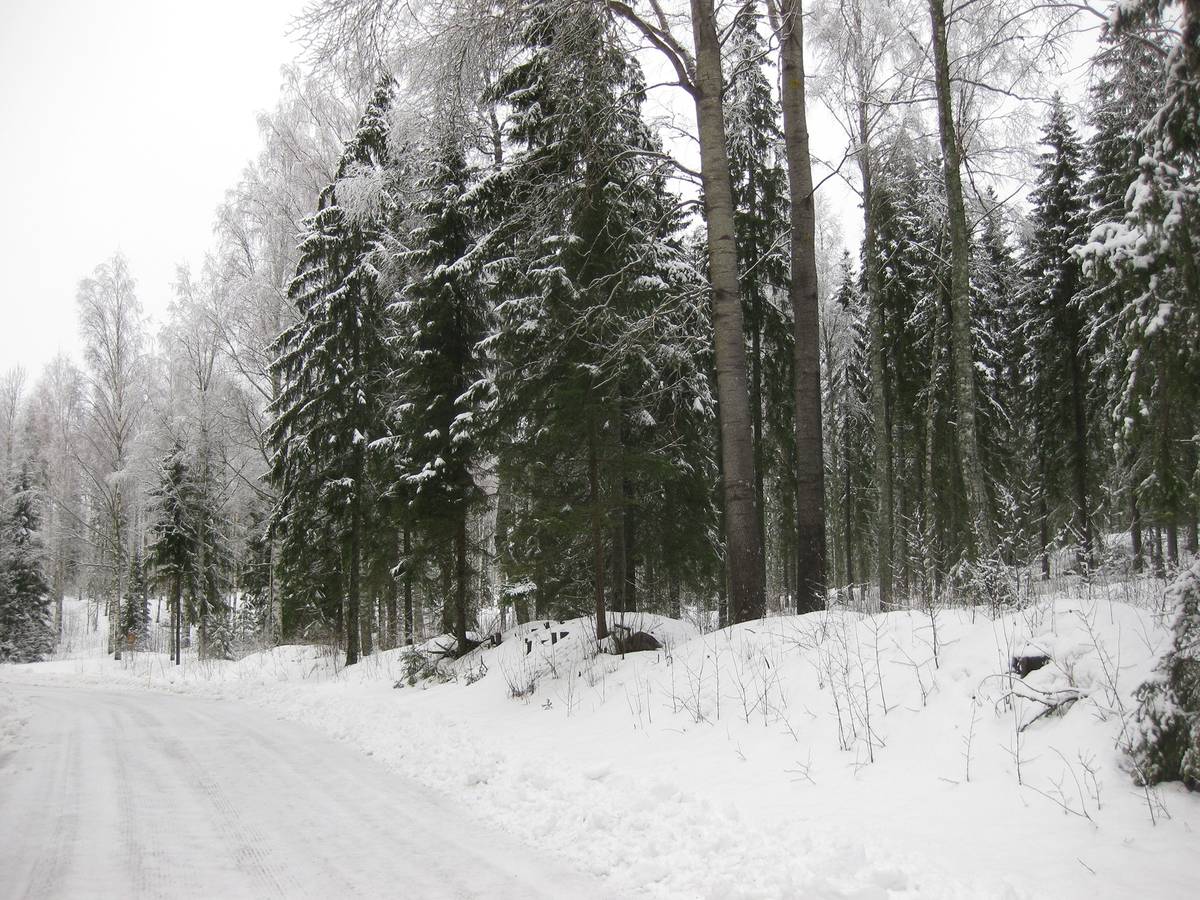 Omslagsbild för objektet Määräala metsätilasta Pelkkinen 98-413-5-45