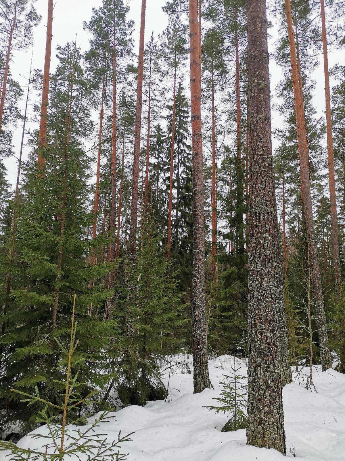 Kansikuva kohteelle Metsätila 6,935 ha, Kivimäki, 783-401-1-105, Säkylä, Hompsantie