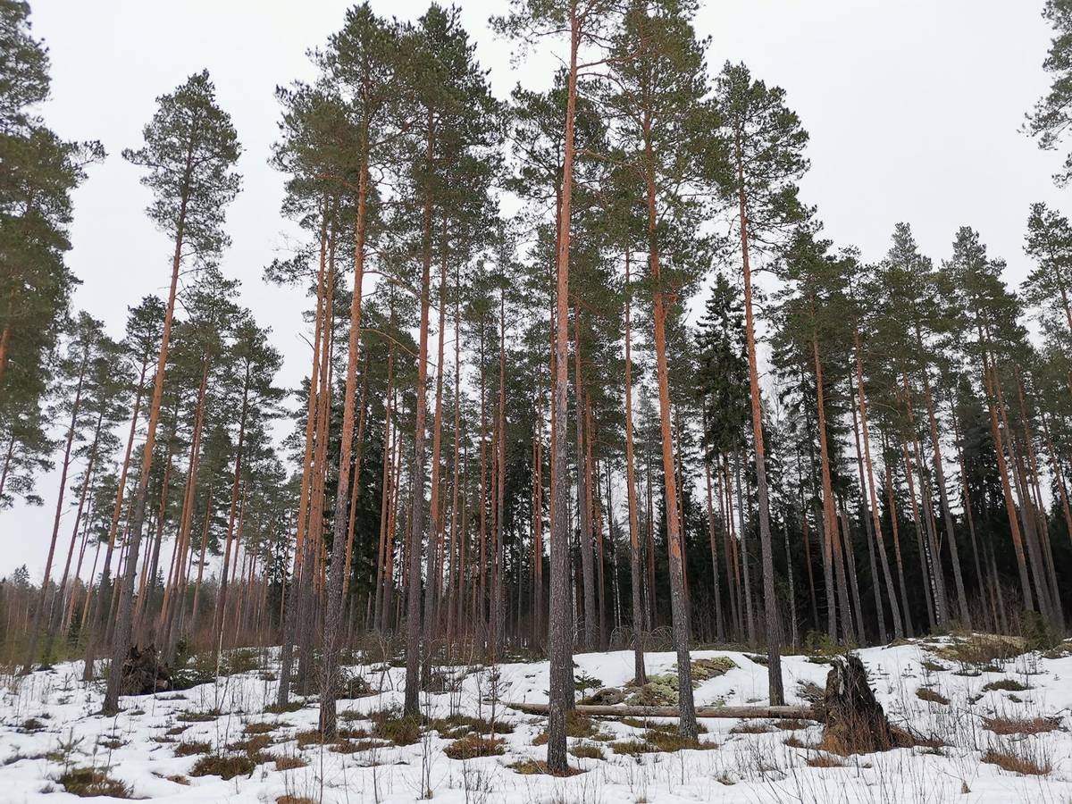 Kansikuva kohteelle Metsätila: Taka-Uola; 50-423-4-42, 20,19 ha, Eura, Turajärvi