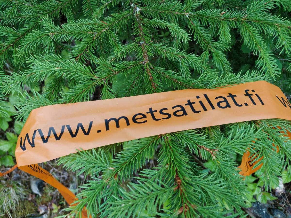 Cover photo for the object Metsätila Nakkilassa, Marjametsä