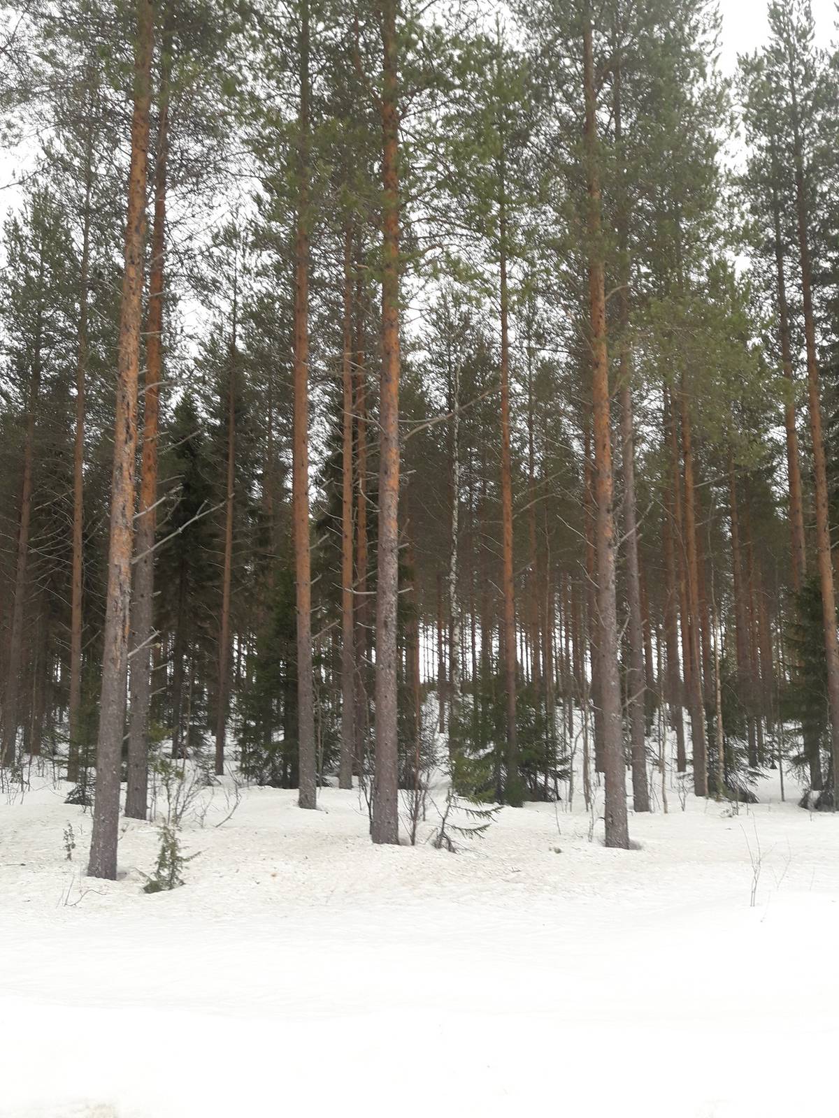 Cover photo for the object Alanko 578-404-15:16 ja metsämääräalat: Kivimäki 578-404-15; Uusitalo 15:18 ja Jaakkola 15:20-10;