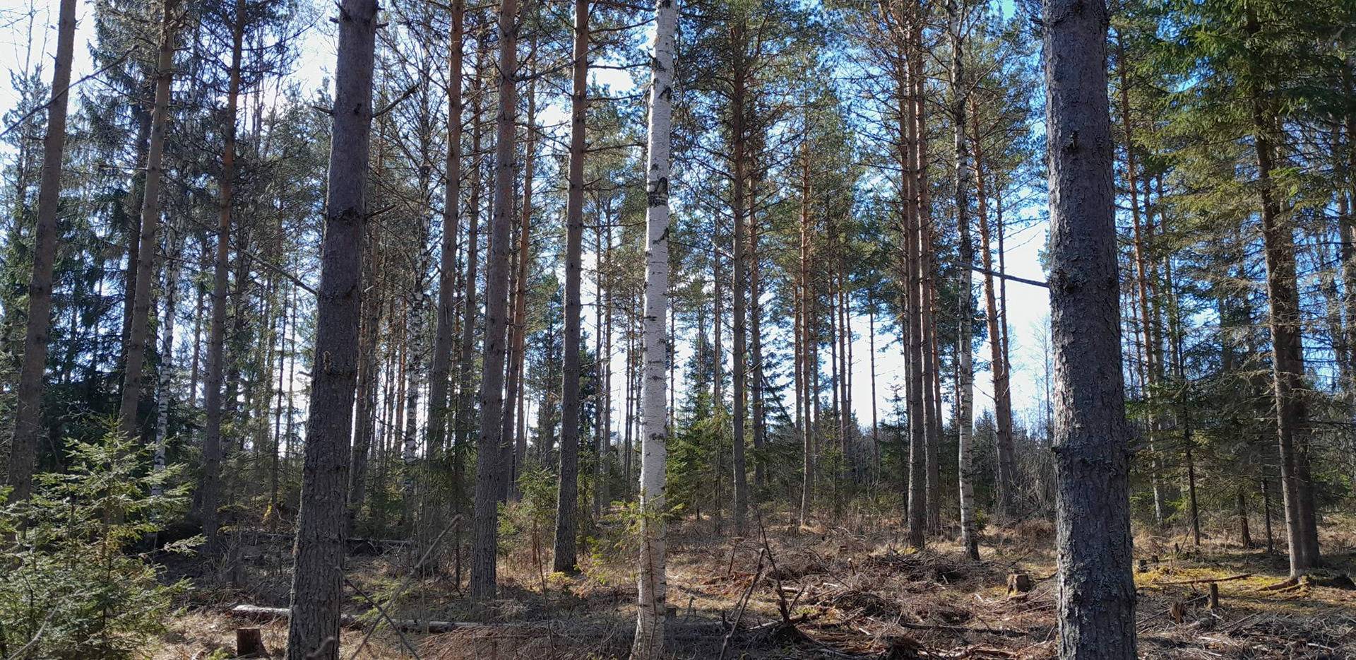 Jokijärvi, Niittylä 275-408-3-22 & Niittylä II 275-408-3-60 4