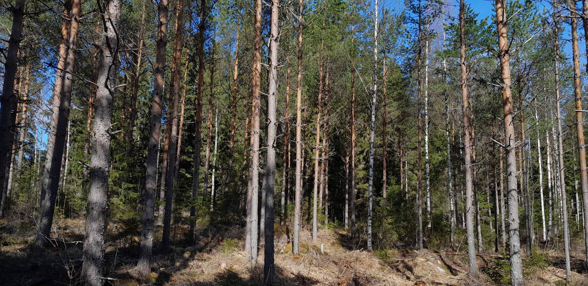 Jokijärvi, Niittylä 275-408-3-22 & Niittylä II 275-408-3-60 6