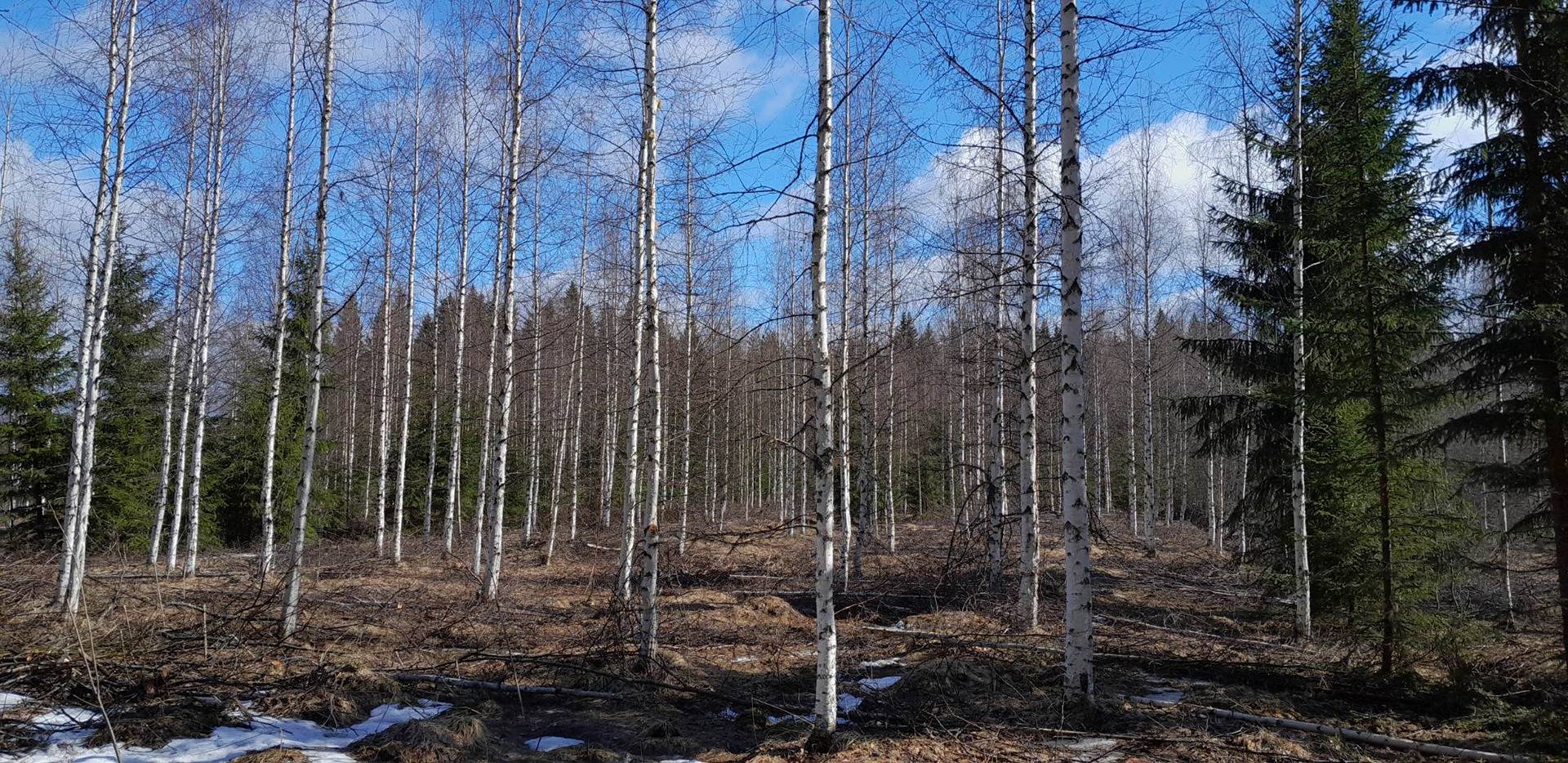Jokijärvi, Niittylä 275-408-3-22 & Niittylä II 275-408-3-60 10