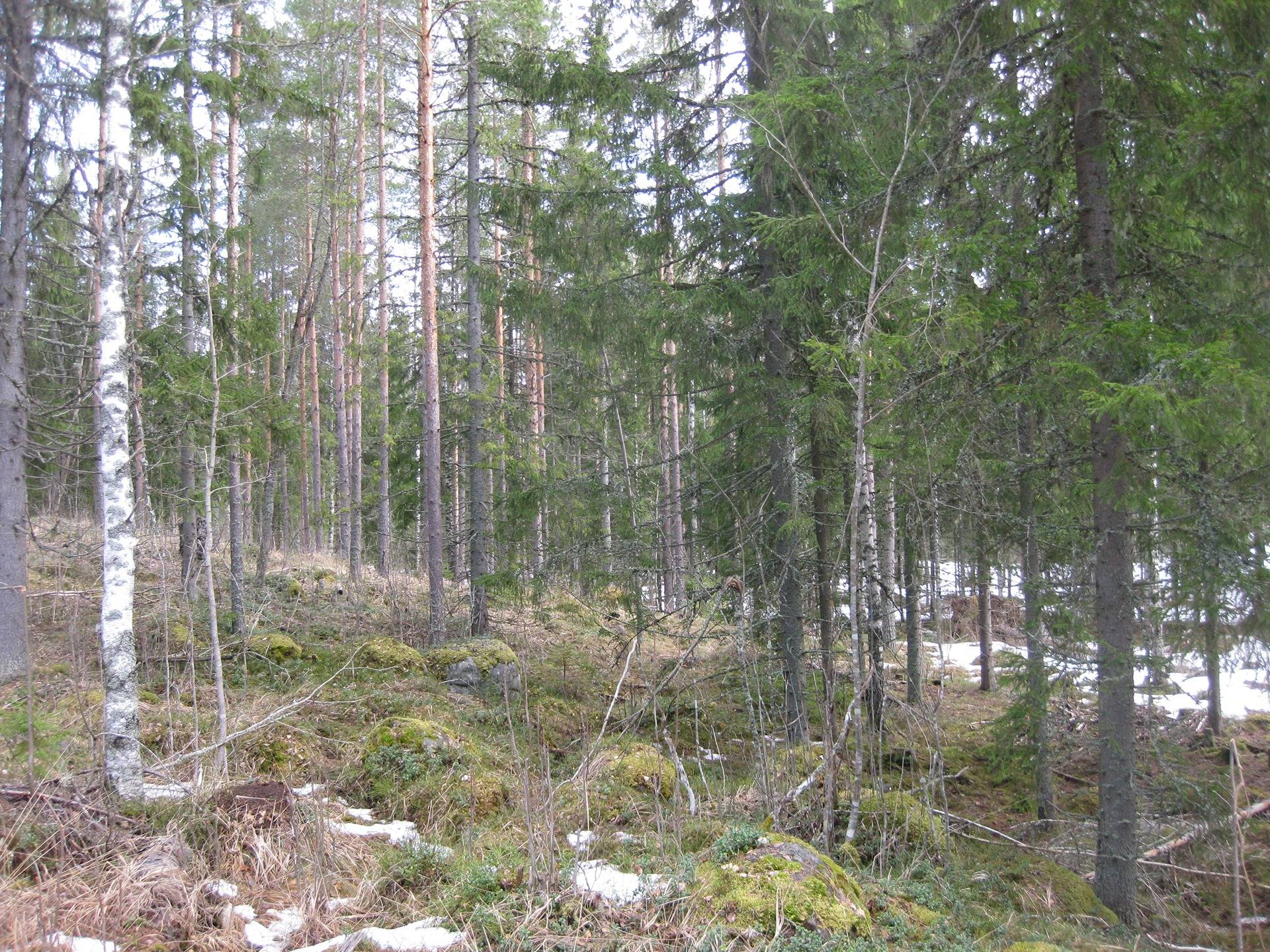 Metsätilakokonaisuus Hämeenkoskella Ihantola 283-406-14-15, Hongisto 283-406-22-1 ja Honkaharju 283-406-23-3 23