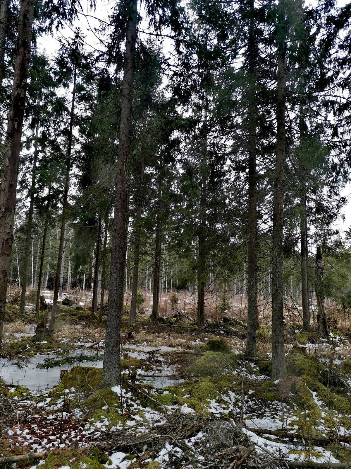 Omslagsbild för objektet Metsätila 9,15 ha, Keskimaa 51-411-6-82, Eurajoki, Kuivalahti, Kydönkalliontie