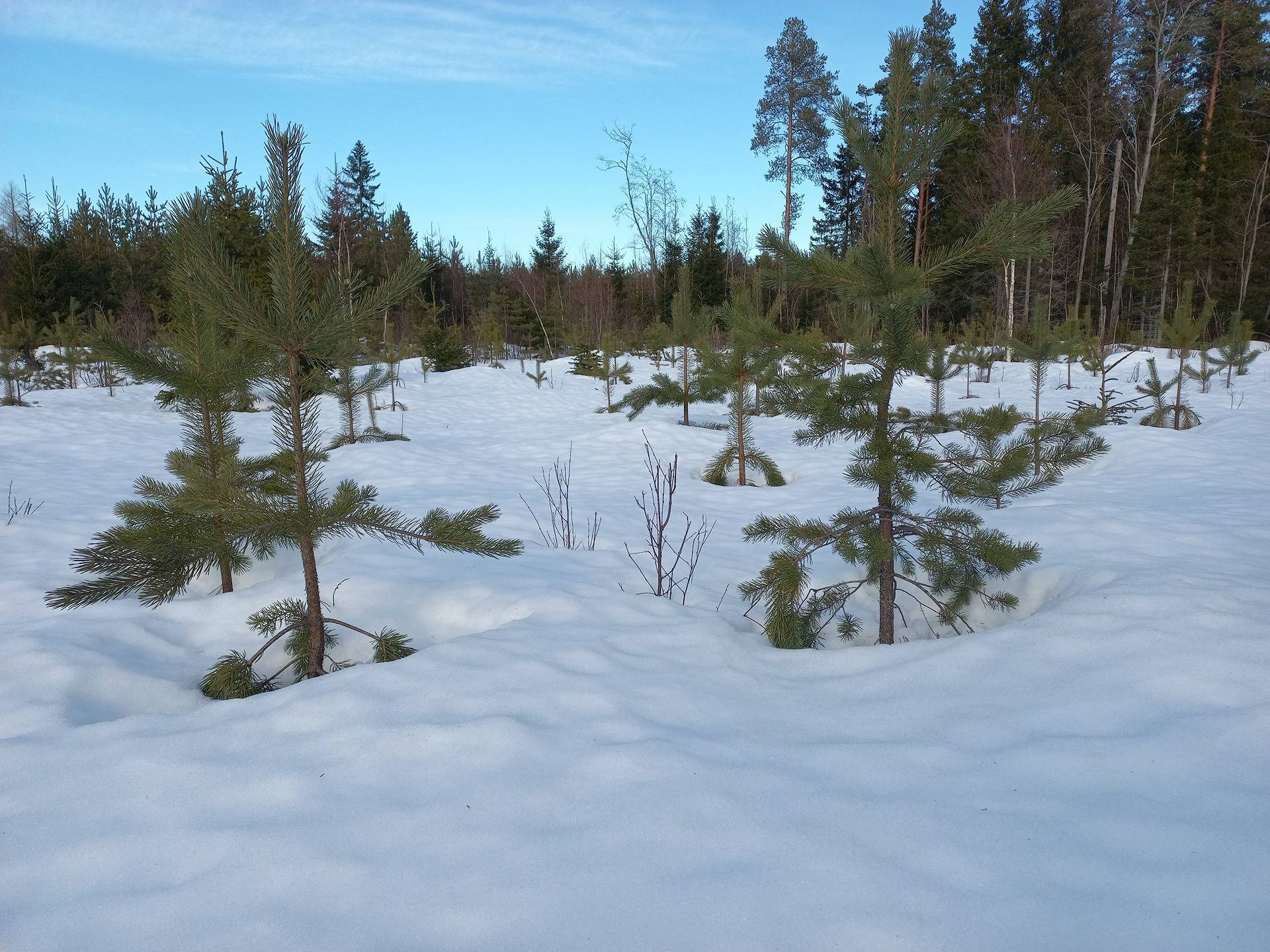 Jalasjärvi Teräsyrttimaa 164-403-4-84 2