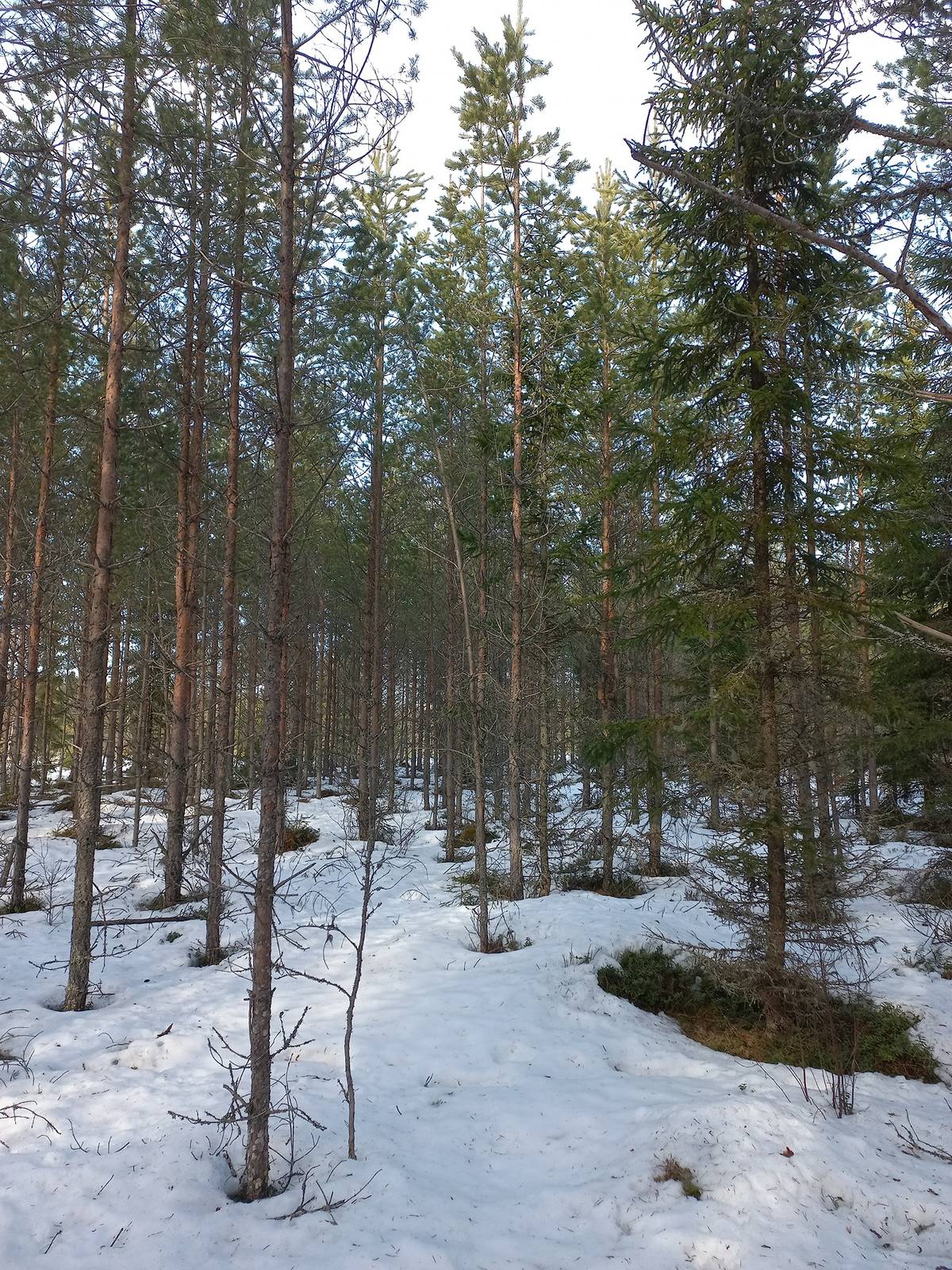 Kansikuva kohteelle Jalasjärvi Teräsyrttimaa 164-403-4-84
