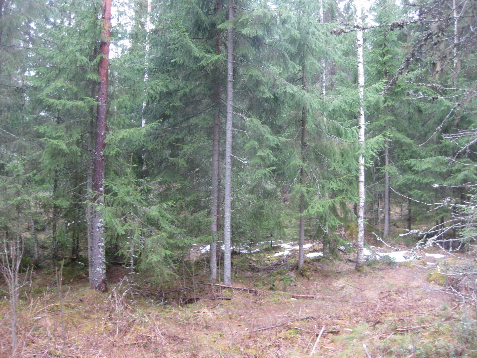 Metsätilat Padasjoki Notkola 576-414-1-28 ja Rantasuo 576-414-1-52 4