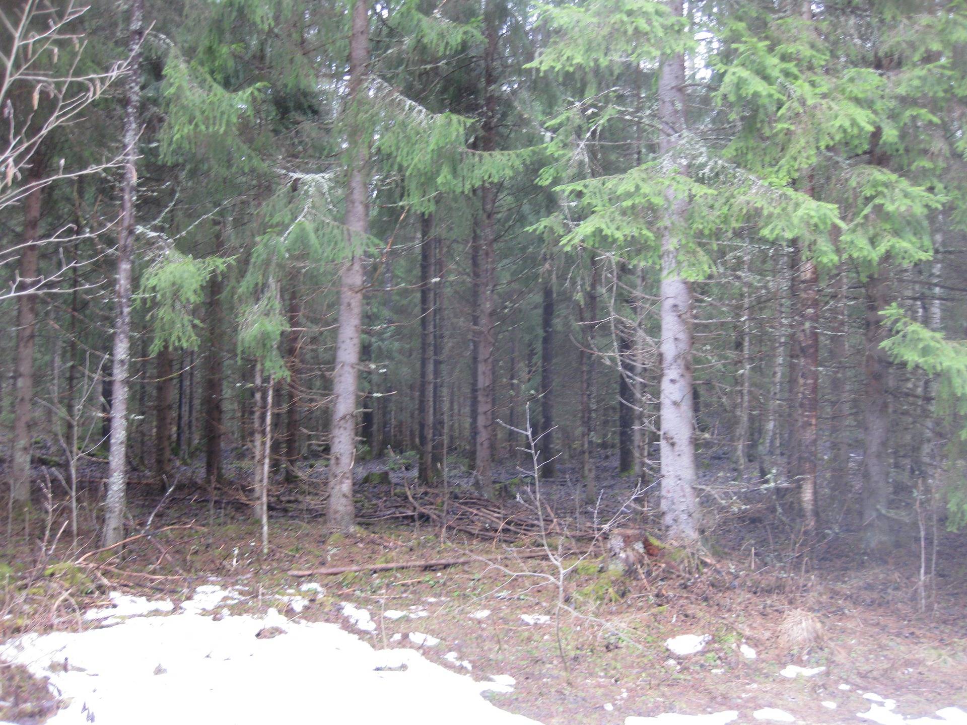 Metsätilat Padasjoki Notkola 576-414-1-28 ja Rantasuo 576-414-1-52 5