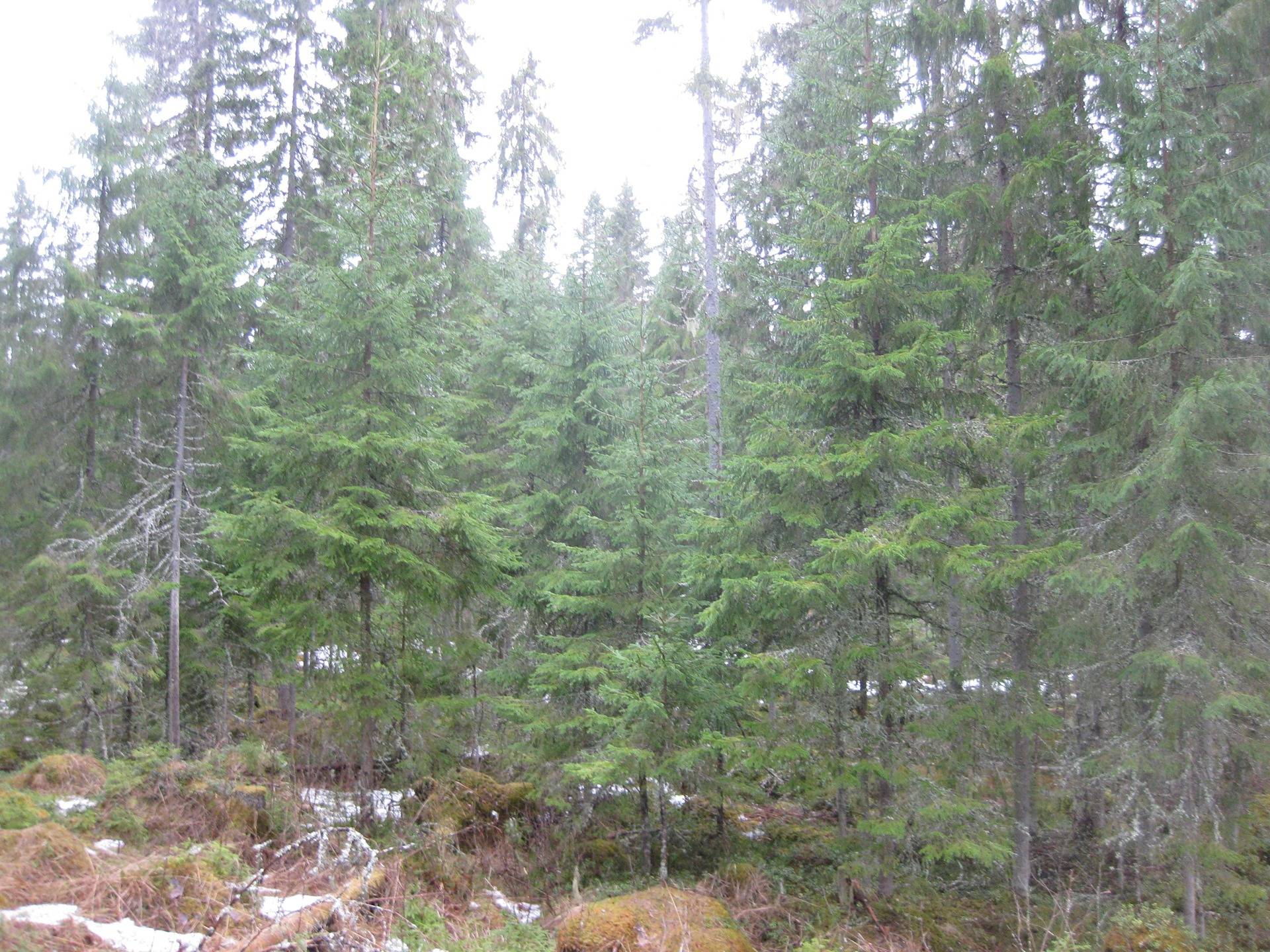 Metsätilat Padasjoki Notkola 576-414-1-28 ja Rantasuo 576-414-1-52 9