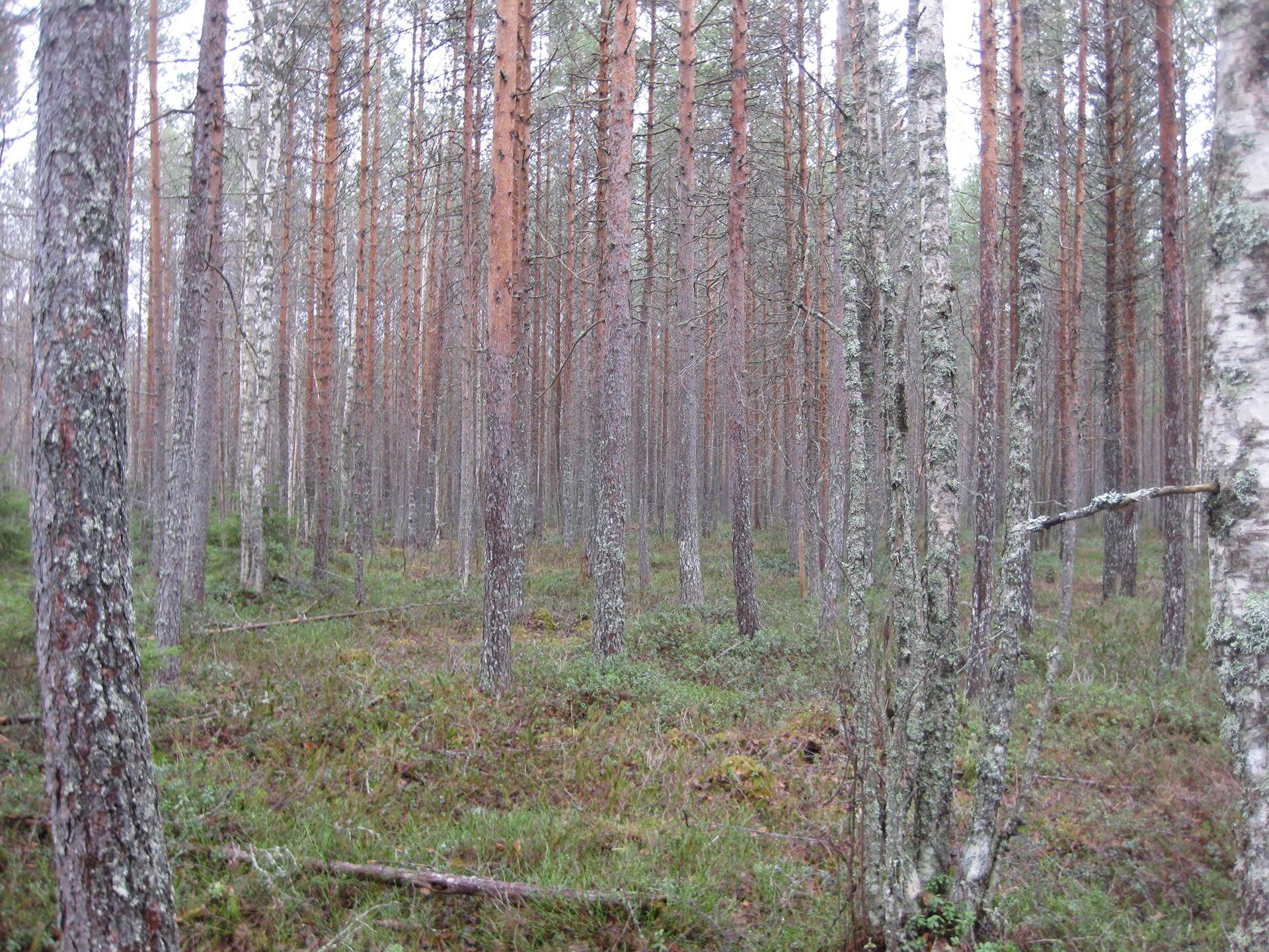 Metsätilat Padasjoki Notkola 576-414-1-28 ja Rantasuo 576-414-1-52 13