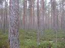 Metsätilat Padasjoki Notkola 576-414-1-28 ja Rantasuo 576-414-1-52 14