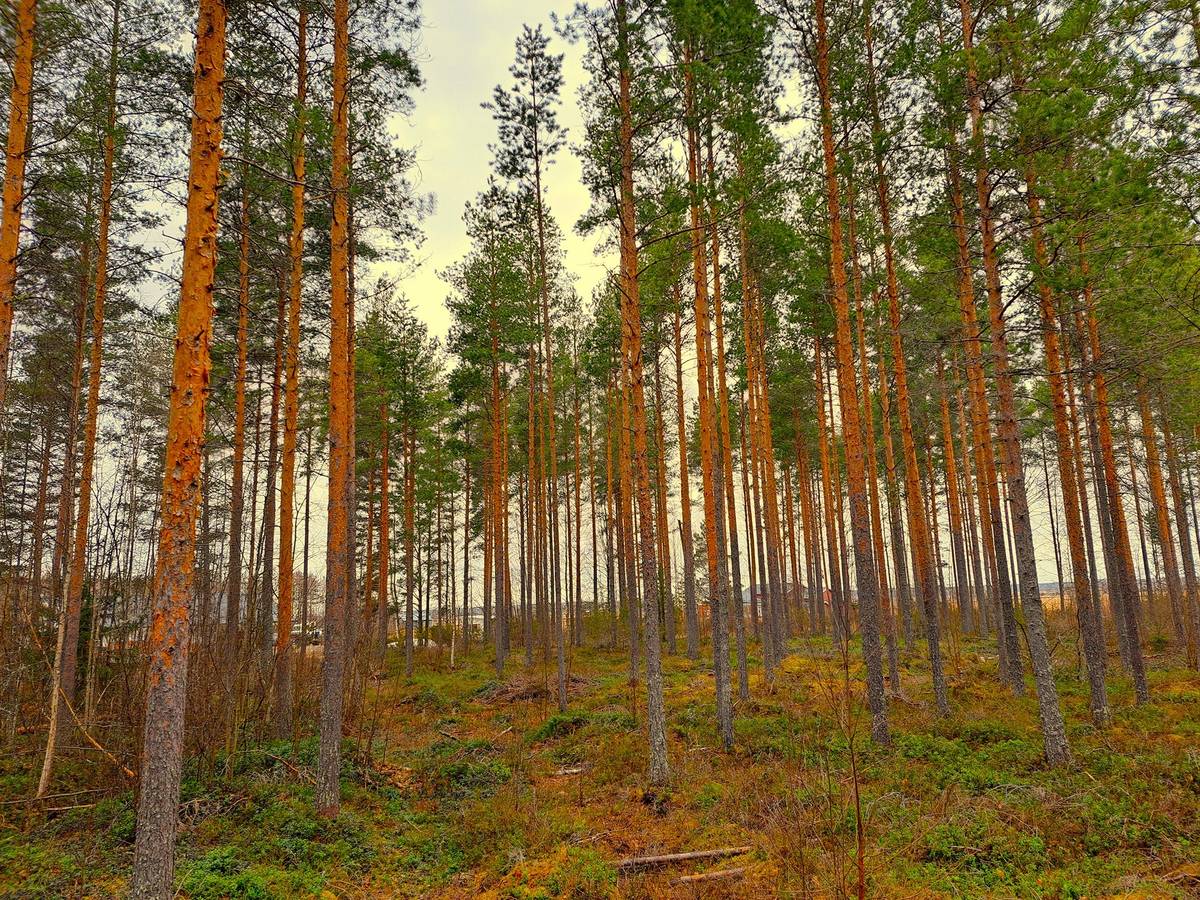 Omslagsbild för objektet Kauhava Kettula MÄNTYLÄ 14:347 metsätila 3,748 ha