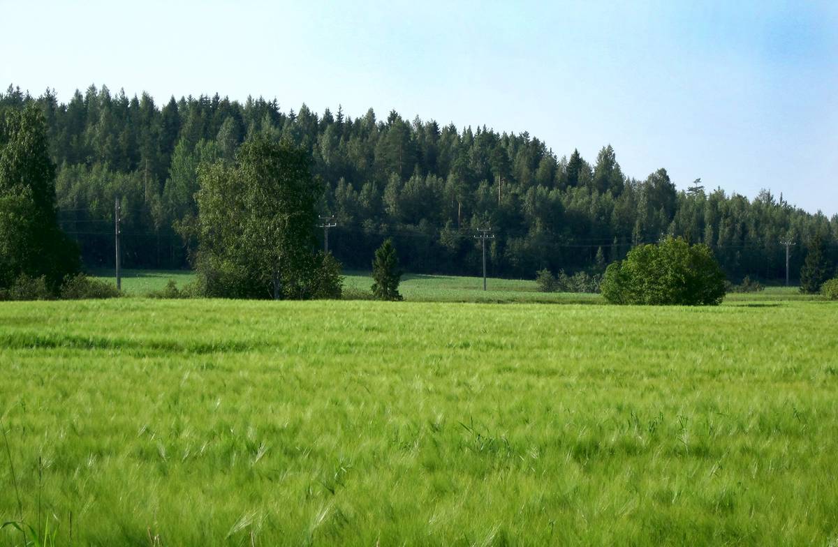 Omslagsbild för objektet Halsua Ylikylä EU-tukikelpoista viljelysmaata noin 26,05 ha