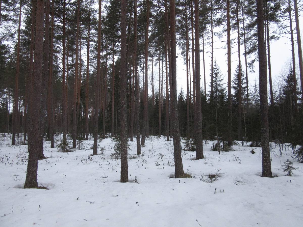 Kansikuva kohteelle Metsätila Jämijärvellä, Saunasalo
