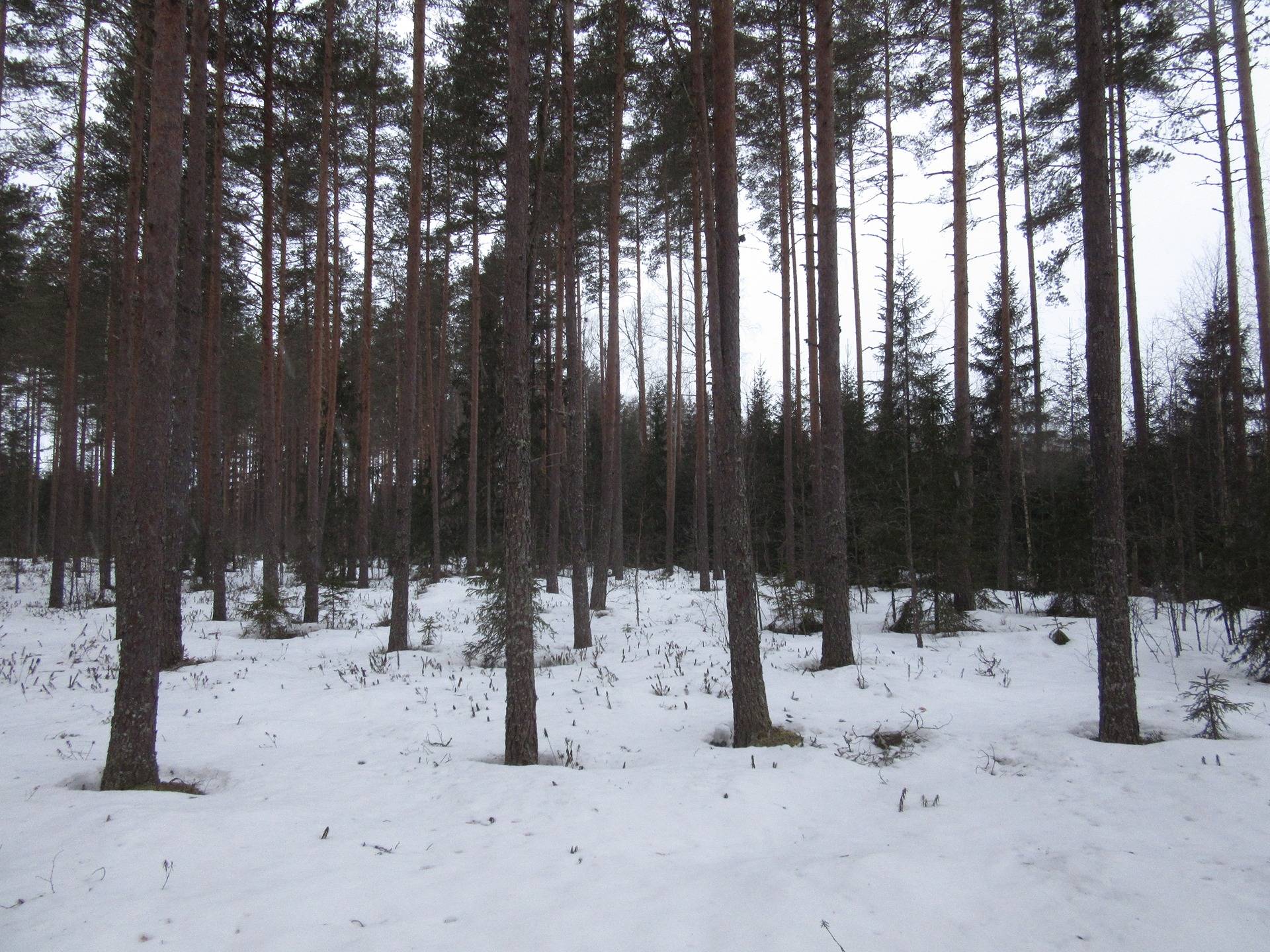 Metsätila Jämijärvellä, Saunasalo 1