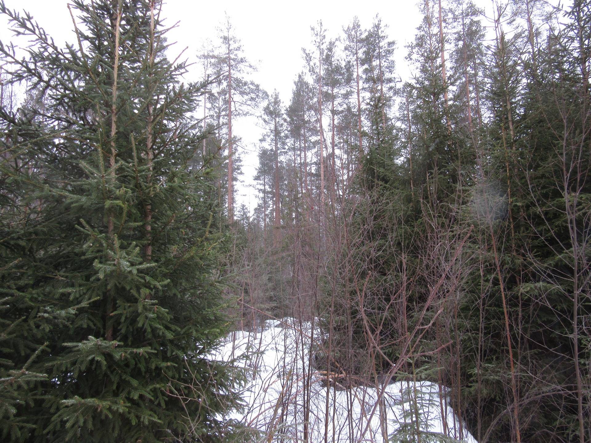 Metsätila Jämijärvellä, Saunasalo 2