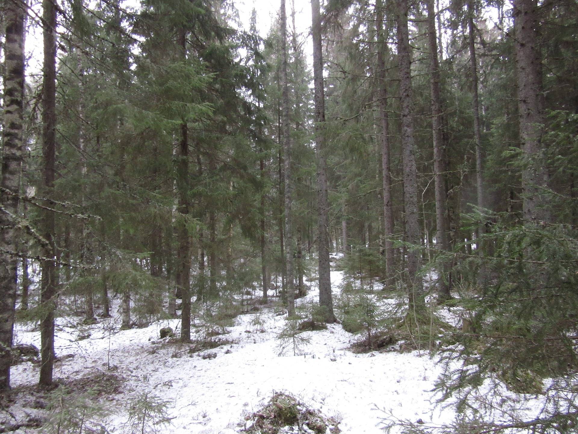 Metsätila Jämijärvellä, Saunasalo 3