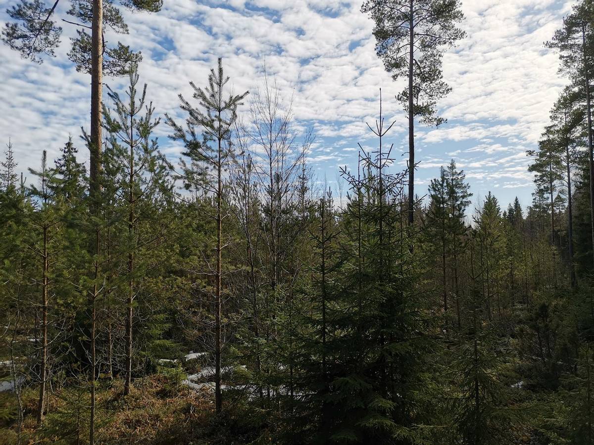 Kansikuva kohteelle Metsätila; Uudentuvan korpi, 704-449-1-45, 2,27 ha,  Rusko, Joenkäyrän metsätie
