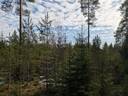 Metsätila; Uudentuvan korpi, 704-449-1-45, 2,27 ha,  Rusko, Joenkäyrän metsätie 1
