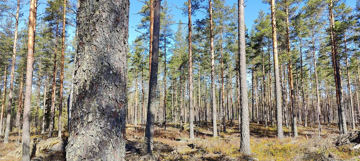 Kansikuva kohteelle 2 metsätilaa Kankaanpäässä