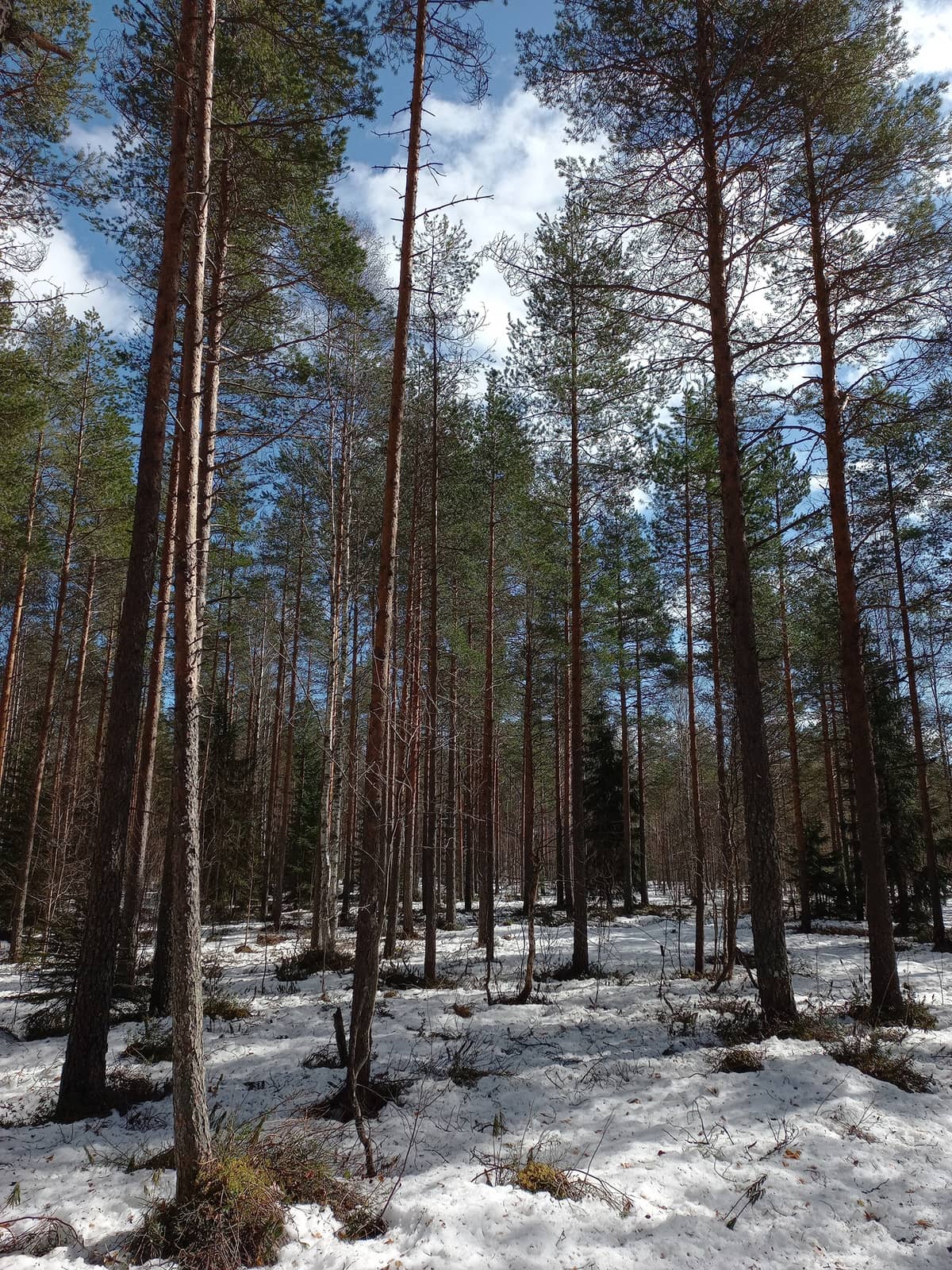 Etel Pohjanmaa Mets tilat fi etel-pohjanmaa-mets-tilat-fi