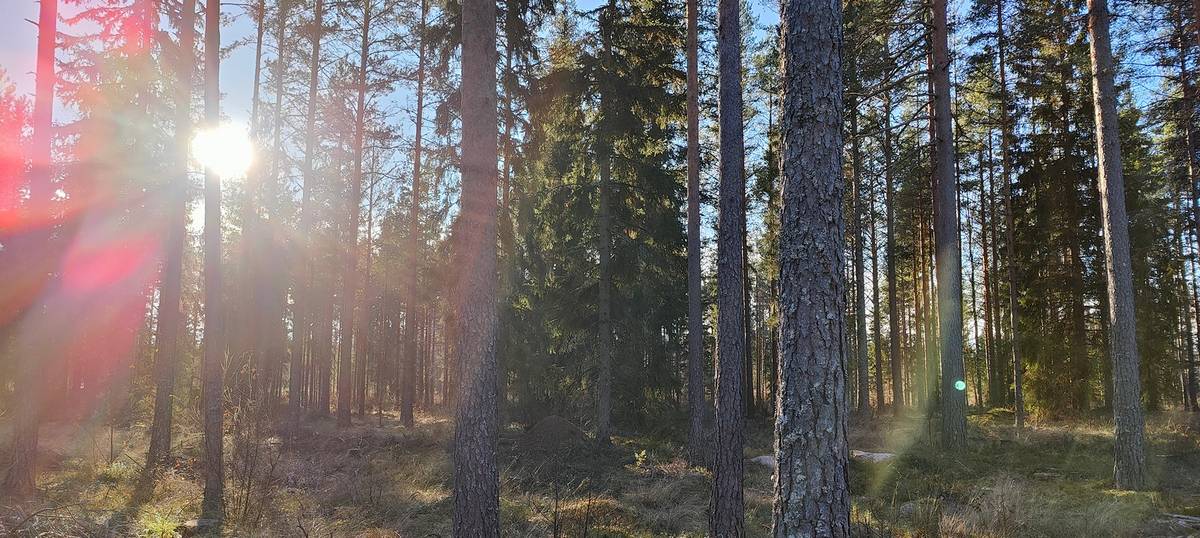 Kansikuva kohteelle Kolme metsätilaa Laviassa, Kallio, Koivisto ja Setälä