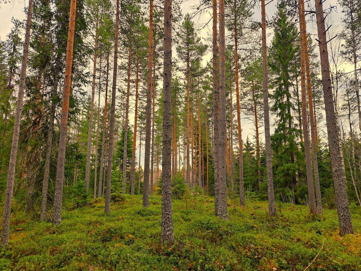 Kansikuva kohteelle Ullava/Viitasalo metsätilakohde 40,8 ha