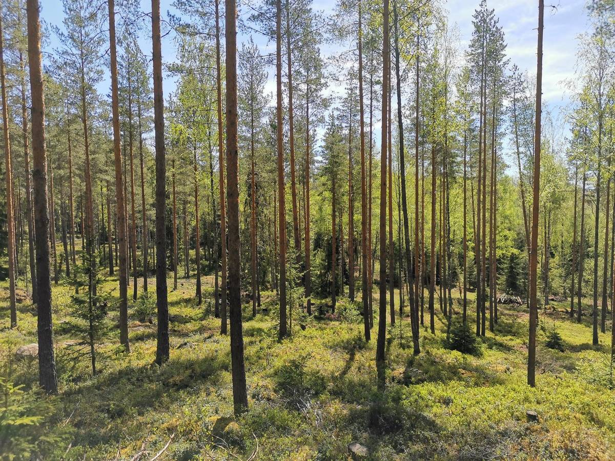 VarsinaisSuomi Metsätilat.fi