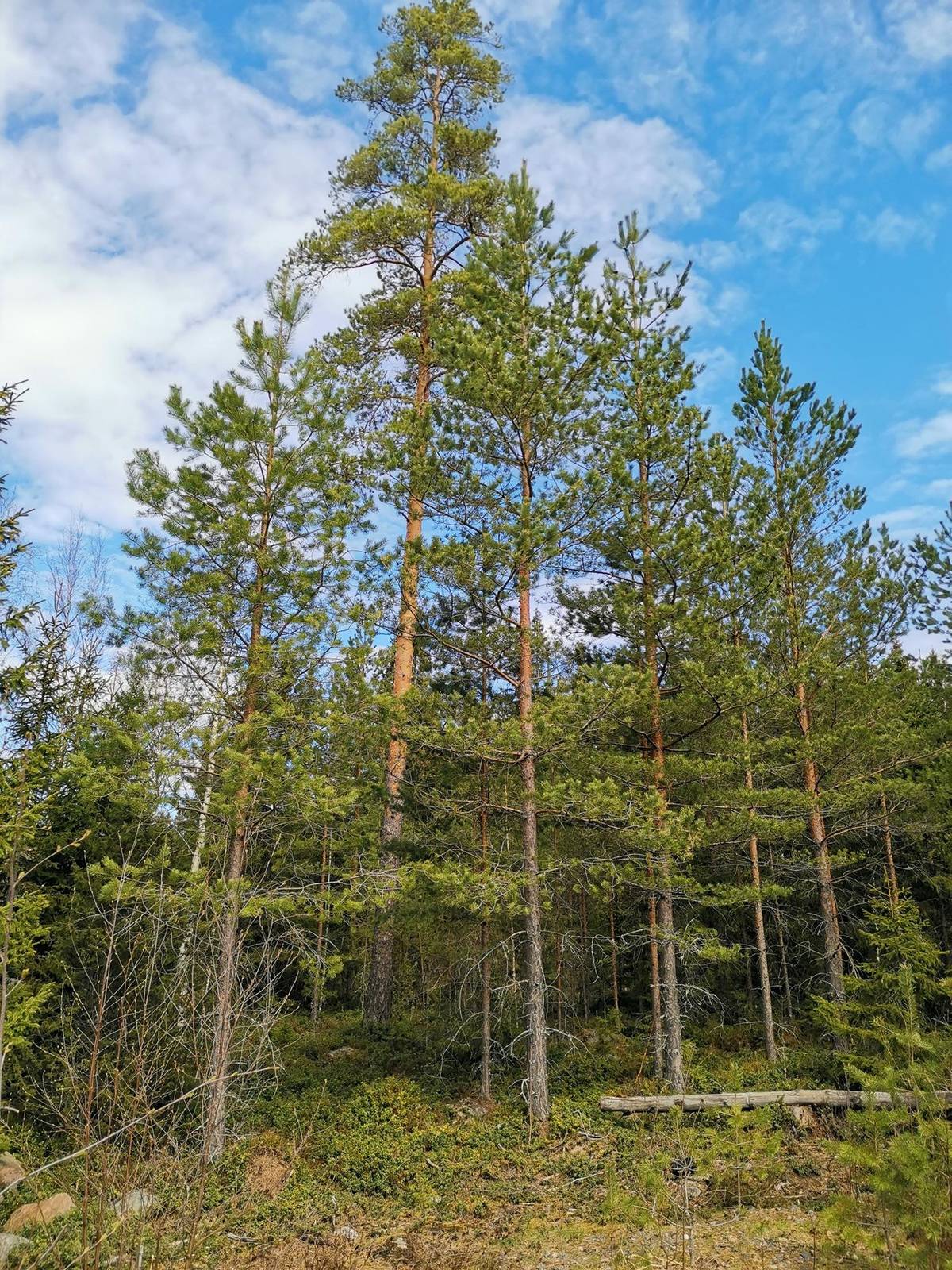 Frontpage Metsätilat.fi