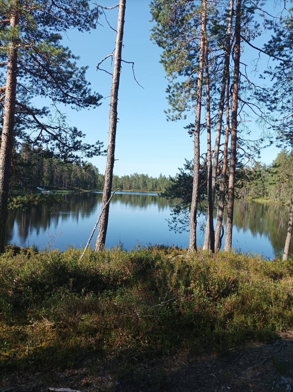 Pohjois Pohjanmaa Mets tilat fi pohjois-pohjanmaa-mets-tilat-fi
