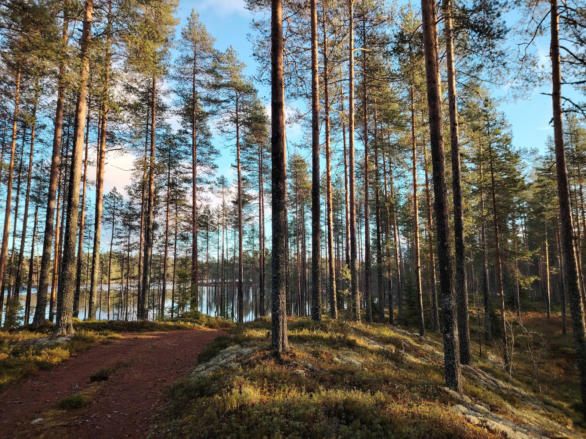 KASKILAMPI 167-439-3-21 ja VARJOLA 167-439-3-24, Piilio 1