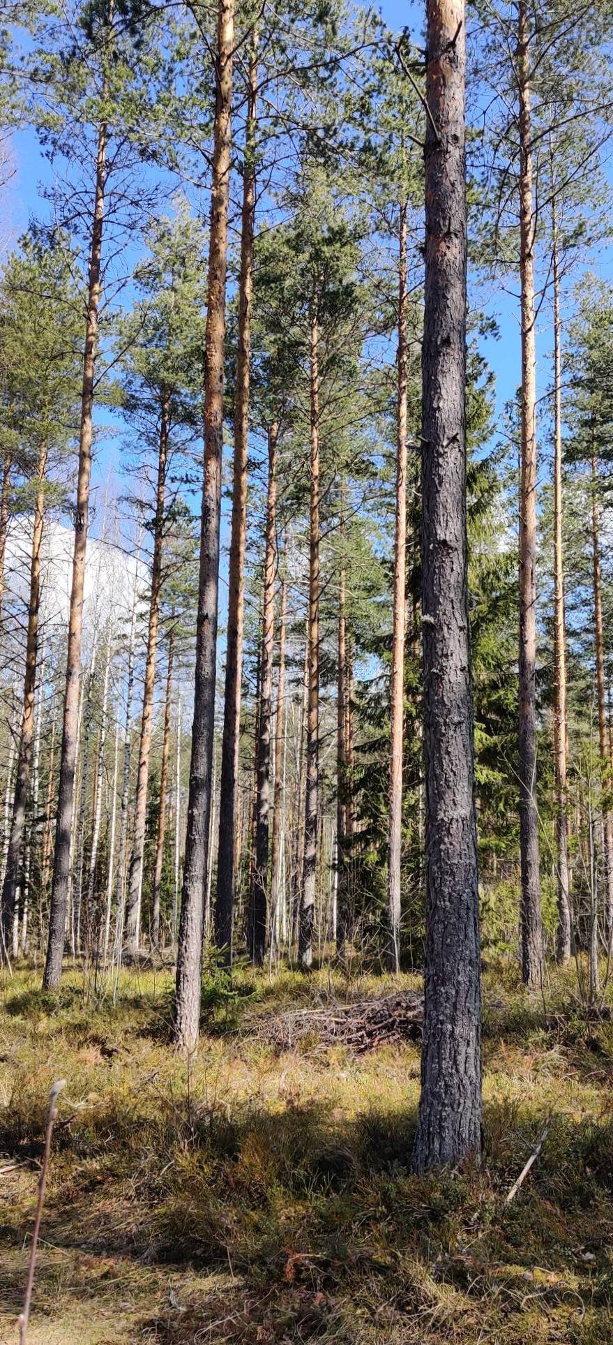 Pärmbild för Puumala, Sepänkylä, Nurmela 1:66, 13,857 ha