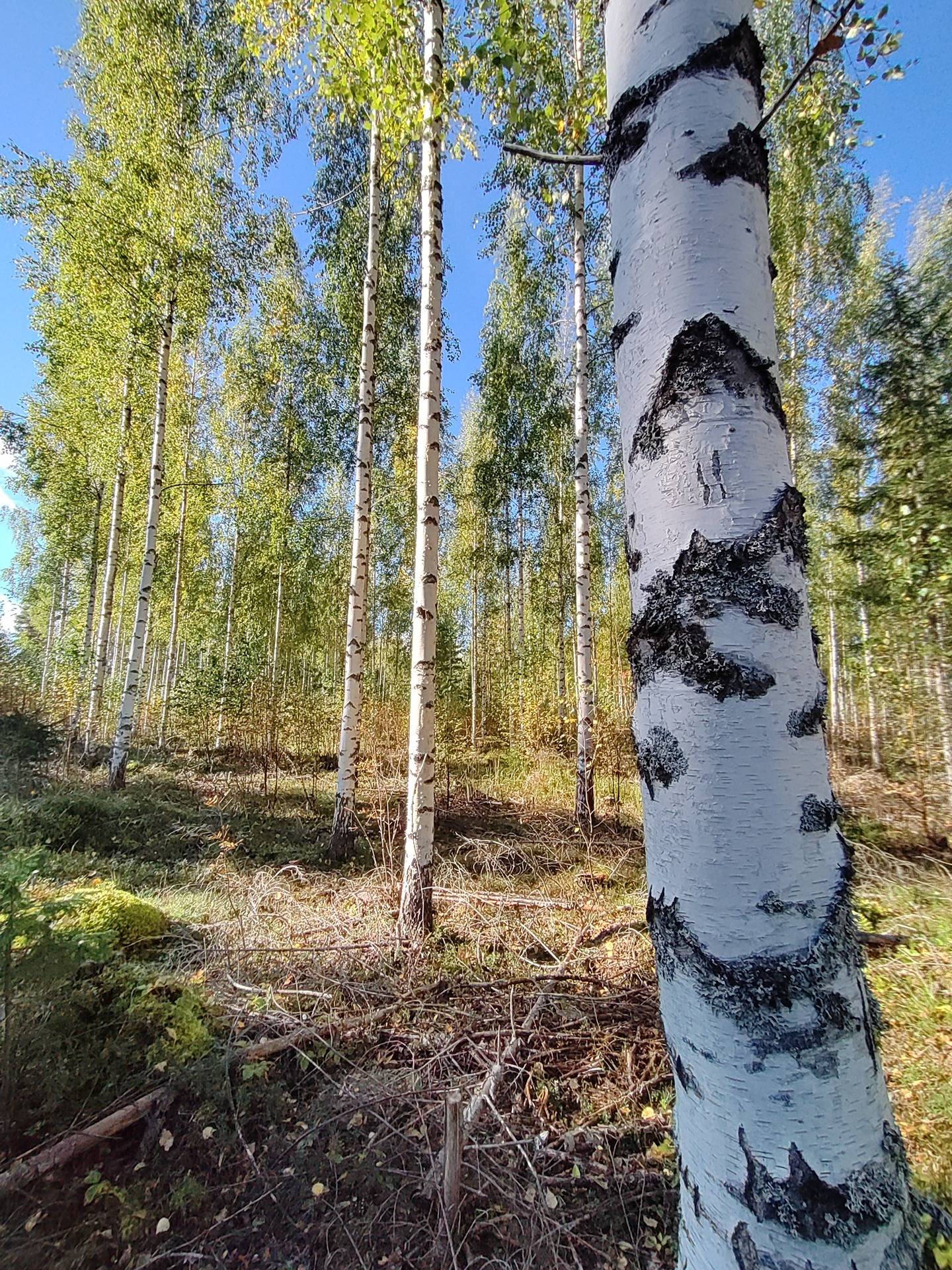 Nenäinniemi 921-401-6-31 1