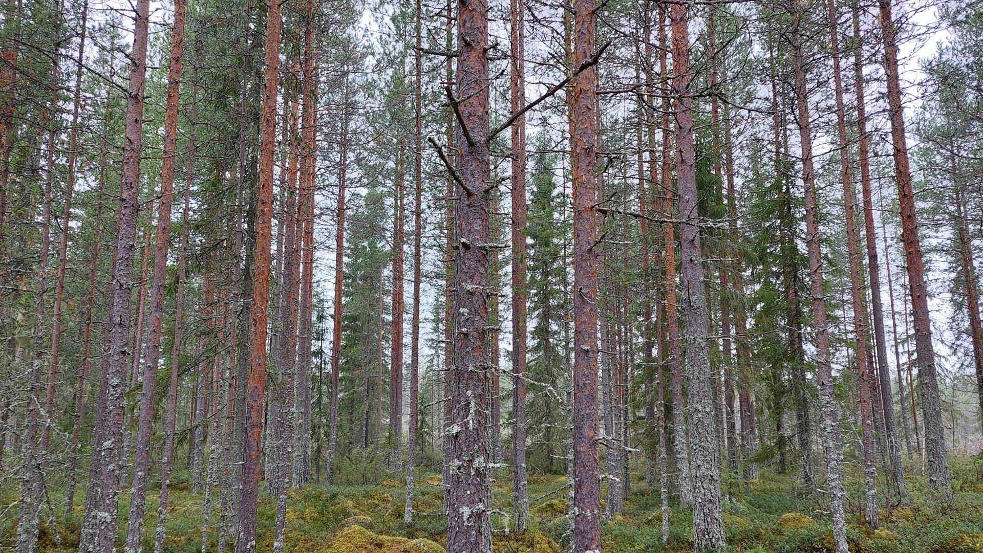 Alatalo 564-442-3-49 määräala Ylikiimingissä 1