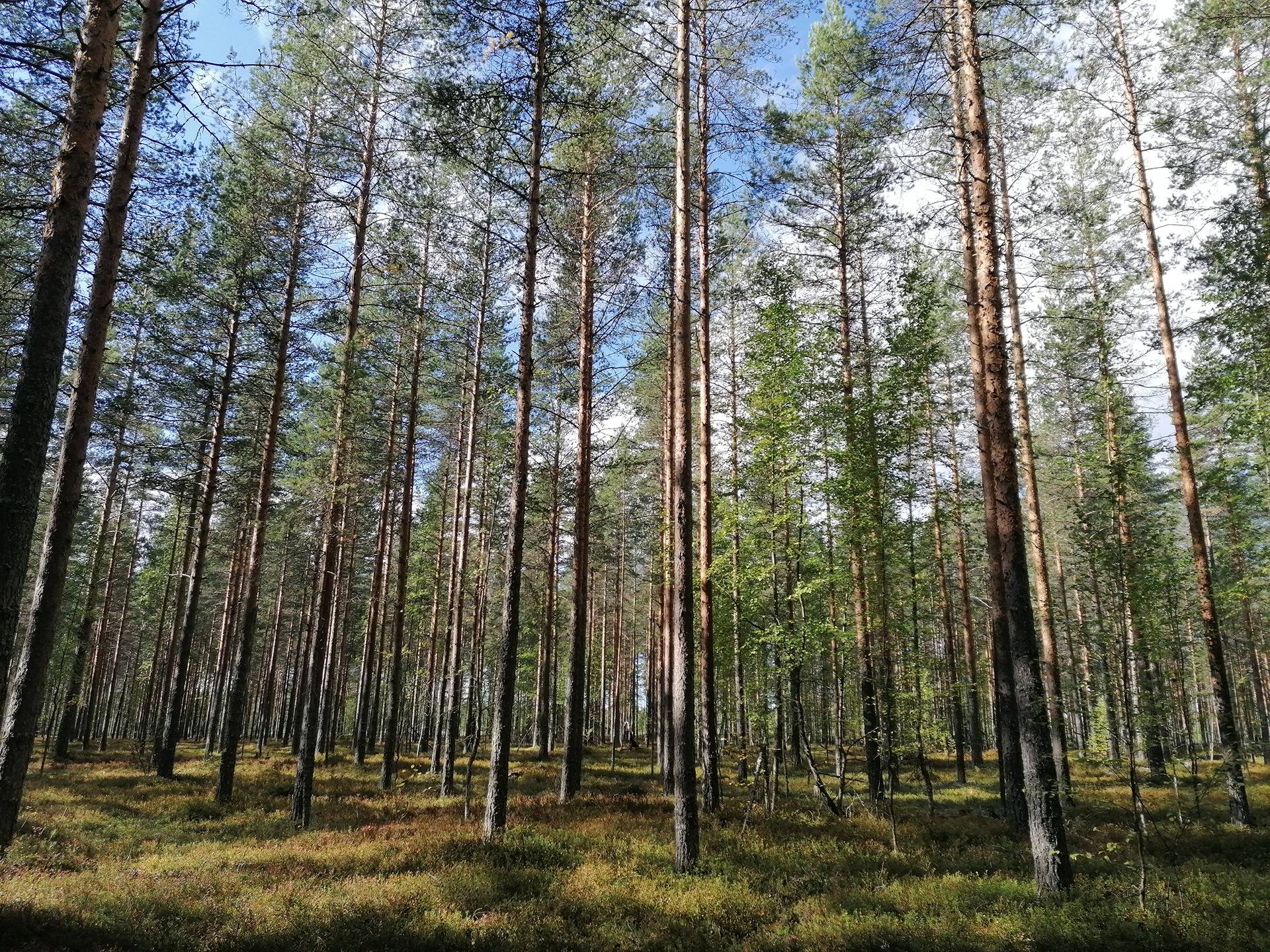 Osuus Pohjois-Karjalan yhteismetsään, VIHTONIEMI 167-419-16-17 1