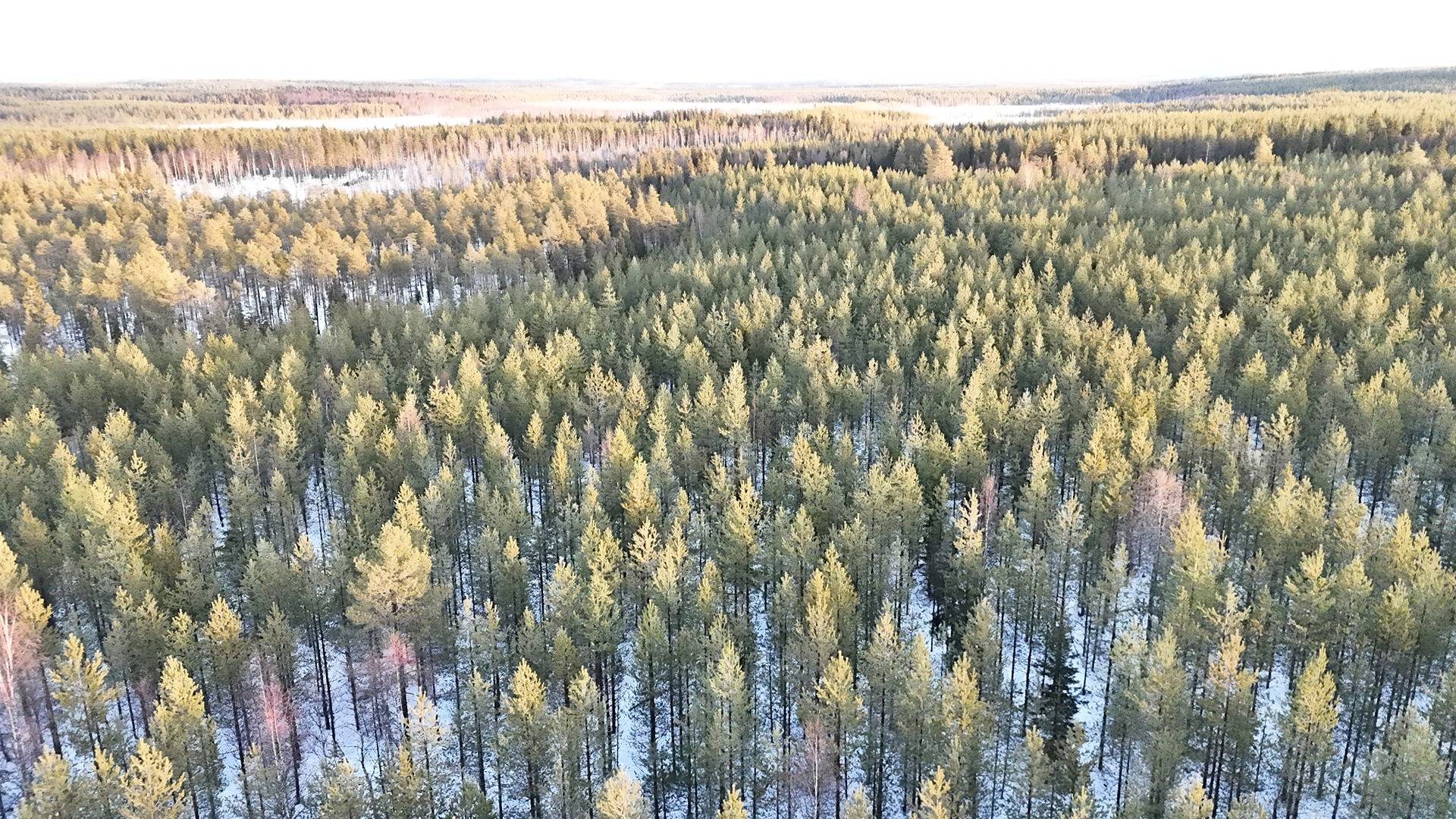 MURTOJOKI 620-412-15-26 METSÄKIINTEISTÖ PUOLANGAN kk:ltä n. 32 km SOMERJÄRVELLÄ 1