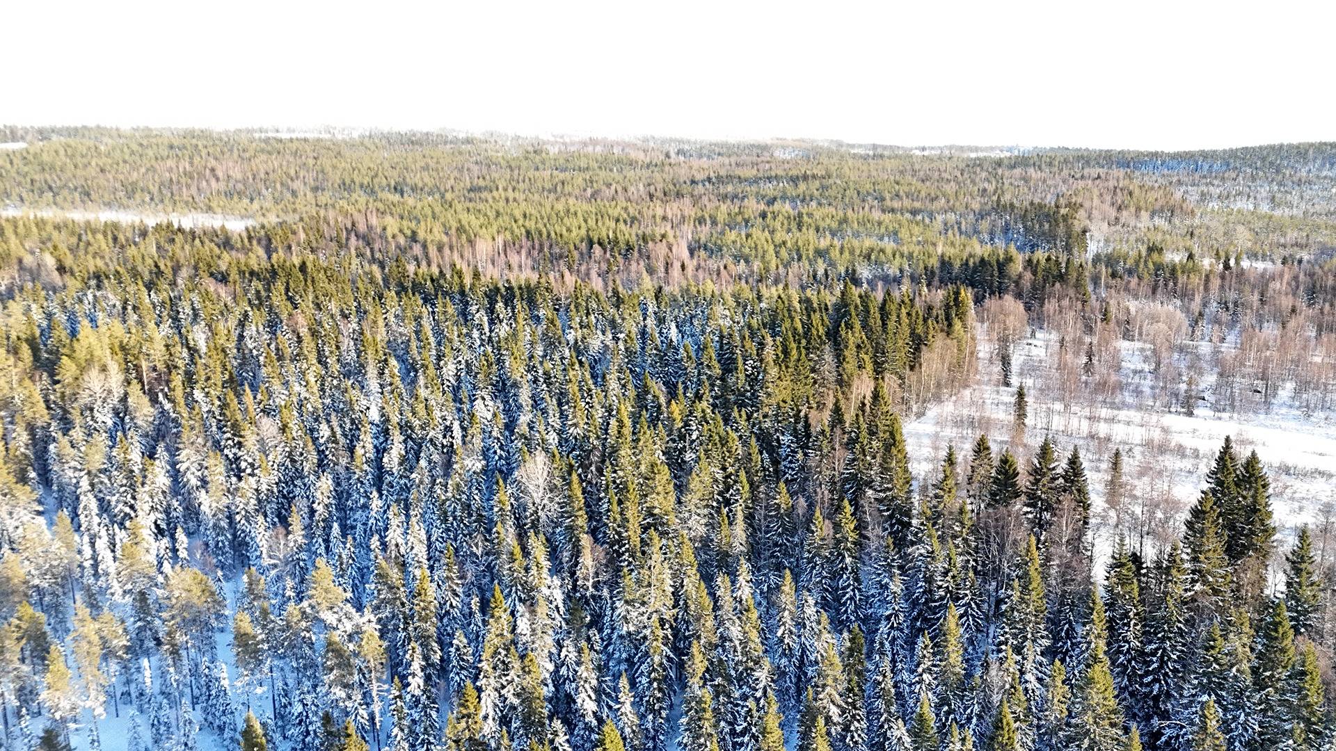 TAKAMETSÄ 620-402-4-17 metsäkiinteistö 99,71 hehtaaria n. 33 km Puolangan kk:ltä 1