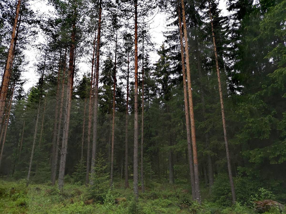 Kansikuva kohteelle Metsätila 5,81 ha, Lisä-Aitola 1:121, Säkylä, Köyliö, Röyskän metsätie
