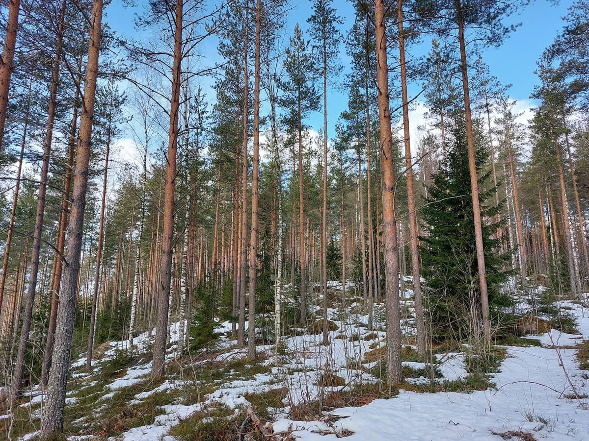 Etel Karjala Mets tilat fi etel-karjala-mets-tilat-fi