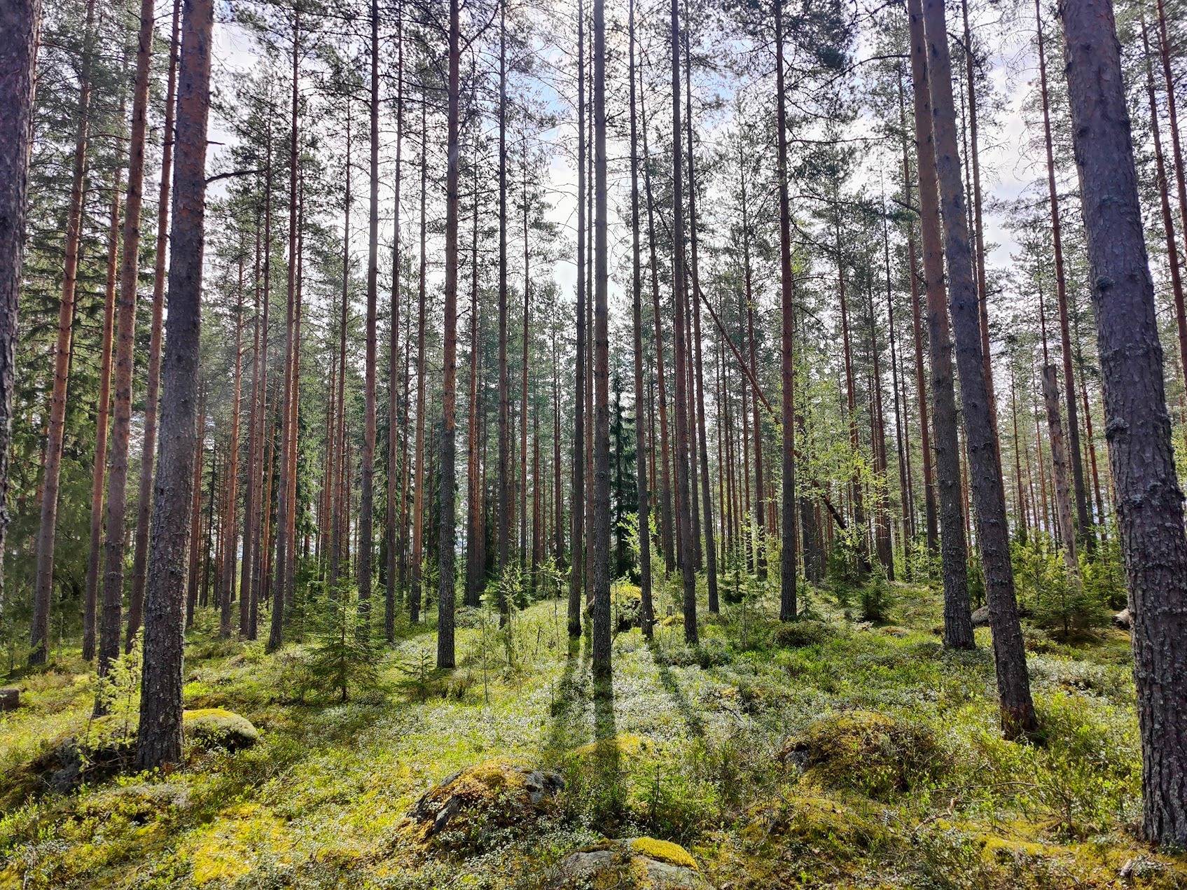 Kansikuva kohteelle Töyrylä 441-428-2-202