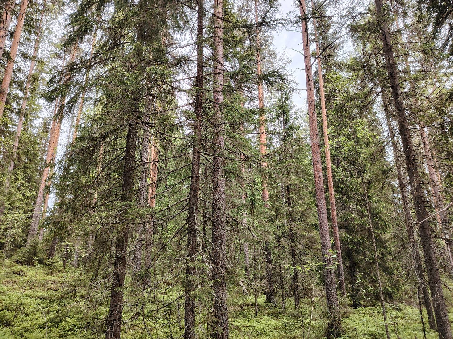 HUURILA 167-425-29-8, MONTTULA 167-425-27-24, VÄLILÄ 167-425-29-9 ja VILVANEN 167-422-32-1, Tuupovaara 1