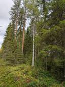 Suopursu 205-410-50-5 1